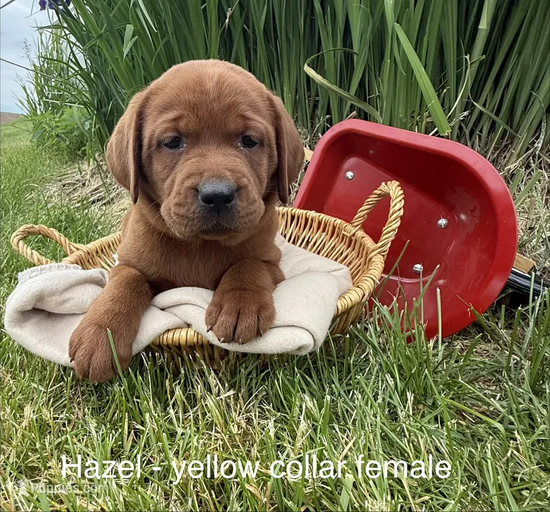 English Lab - Yellow collar – Labrador Retriever puppy for sale in Fennimore, WI