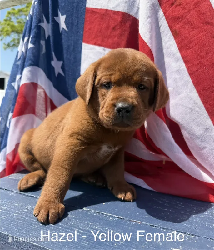 English Lab - Yellow collar – Labrador Retriever puppy for sale in Fennimore, WI