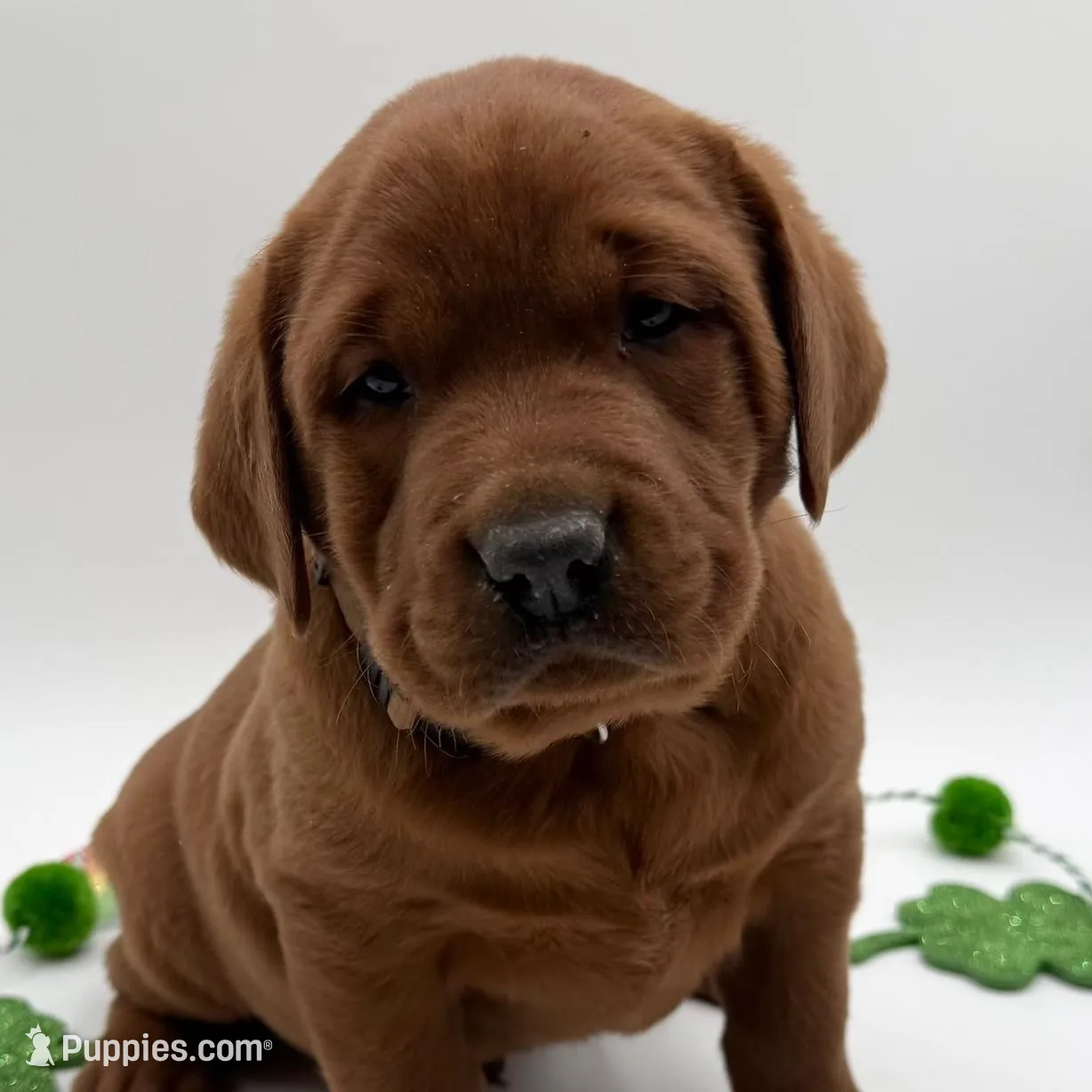 English Lab - Brown Collar – Labrador Retriever puppy for sale in Fennimore, WI