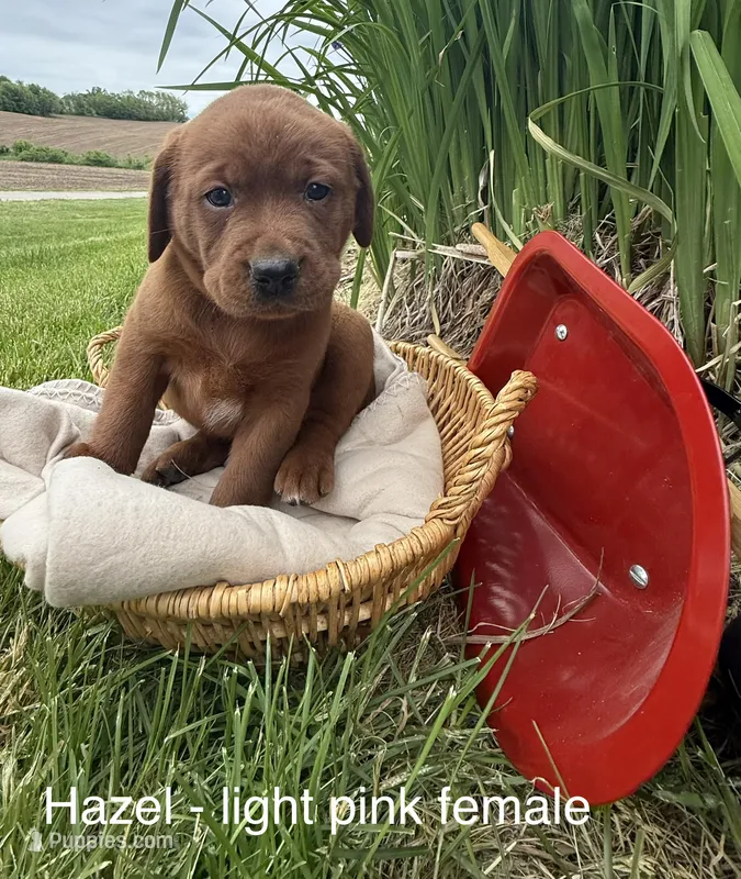 English Lab - Light pink collar  – Labrador Retriever puppy for sale in Fennimore, WI