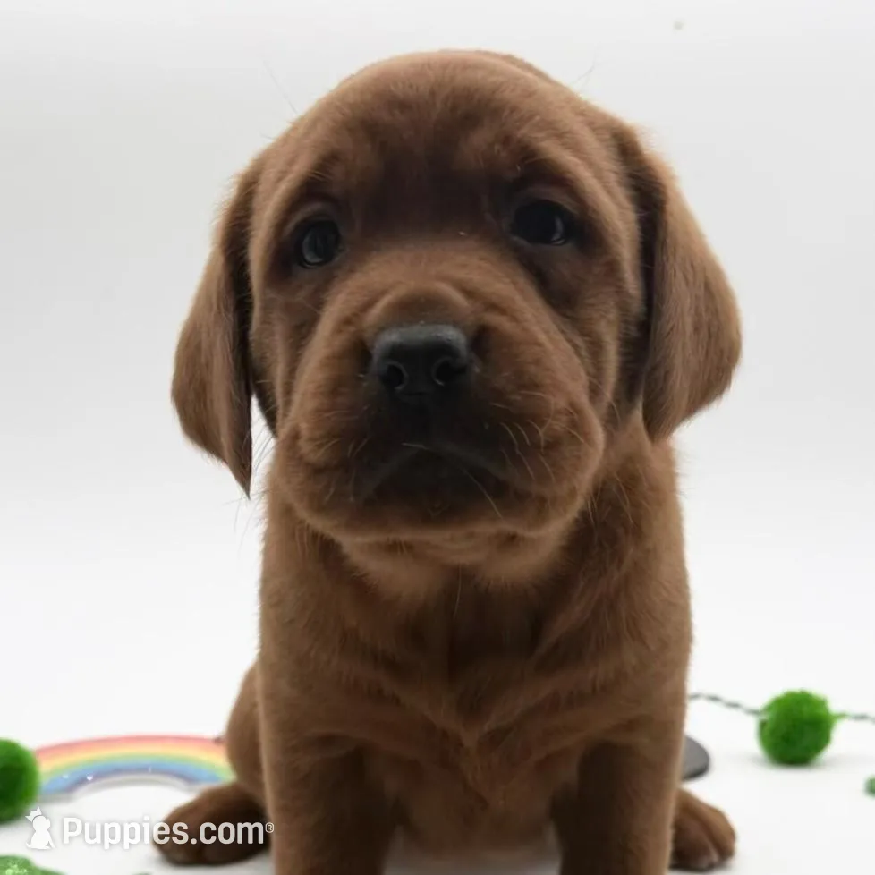English Lab - Green Collar  – Labrador Retriever puppy for sale in Fennimore, WI