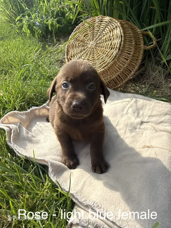 Light Blue Collar – Labrador Retriever puppy for sale in Fennimore, WI