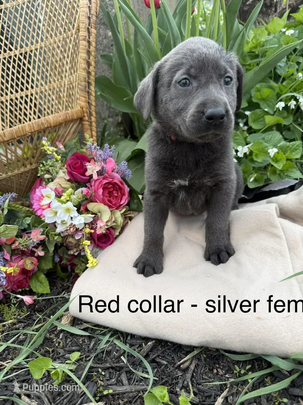 Red Collar  – Labrador Retriever puppy for sale in Fennimore, WI