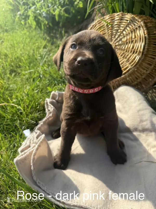 Dark Pink Collar – Labrador Retriever puppy for sale in Fennimore, WI