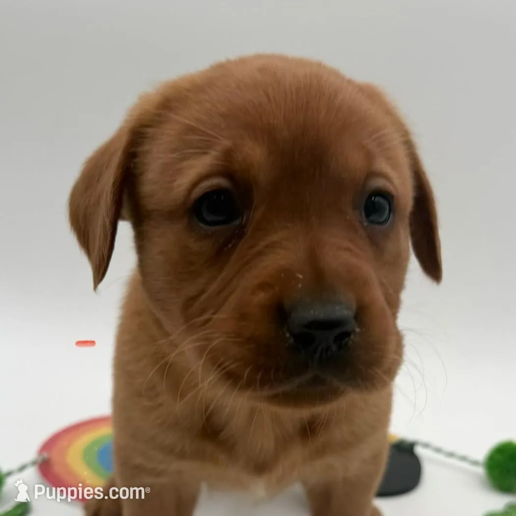 English Lab - Pink Collar – Labrador Retriever puppy for sale in Fennimore, WI