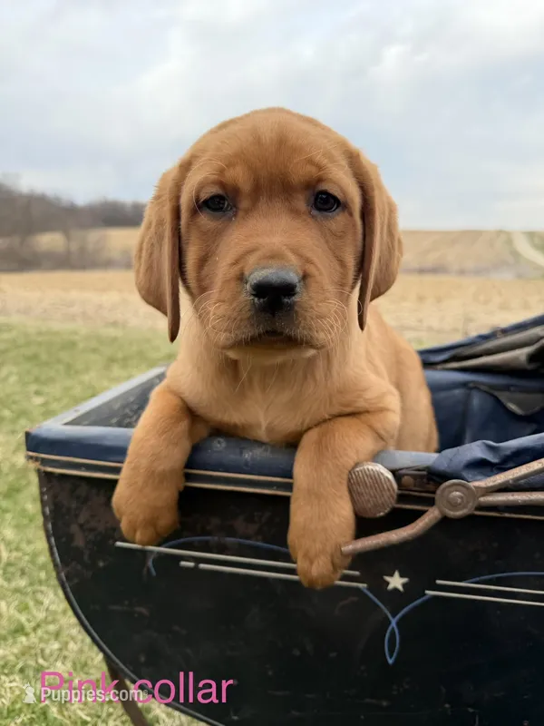 English Lab - Pink Collar – Labrador Retriever puppy for sale in Fennimore, WI