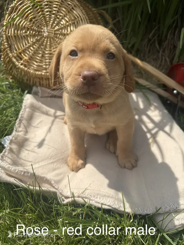 Red Collar – Labrador Retriever puppy for sale in Fennimore, WI