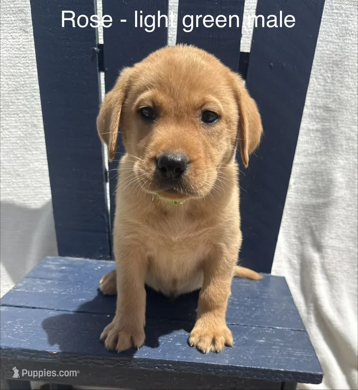 Green collar  – Labrador Retriever puppy for sale in Fennimore, WI