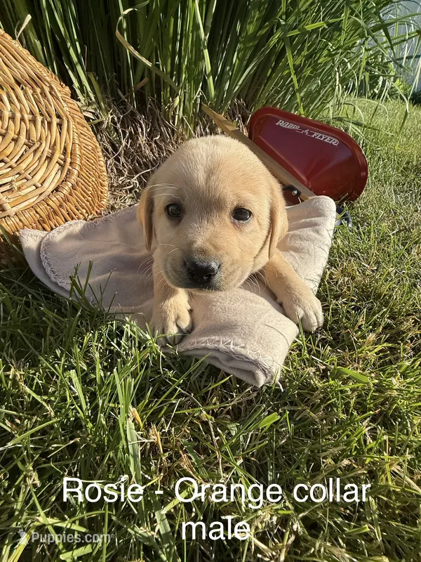 English Labrador- Orange Collar  – Labrador Retriever puppy for sale in Fennimore, WI