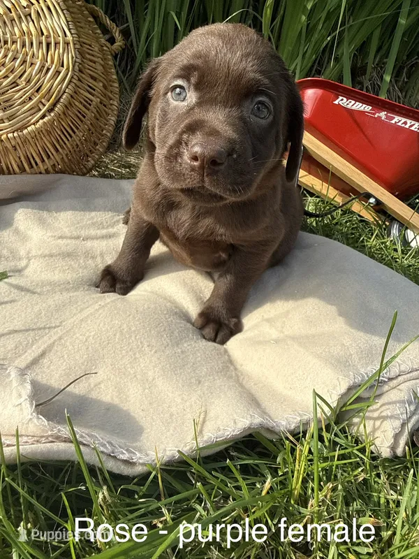 Purple Collar  – Labrador Retriever puppy for sale in Fennimore, WI