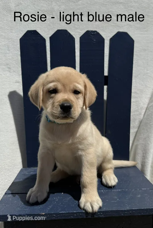 English Labrador - Light Blue Collar  – Labrador Retriever puppy for sale in Fennimore, WI