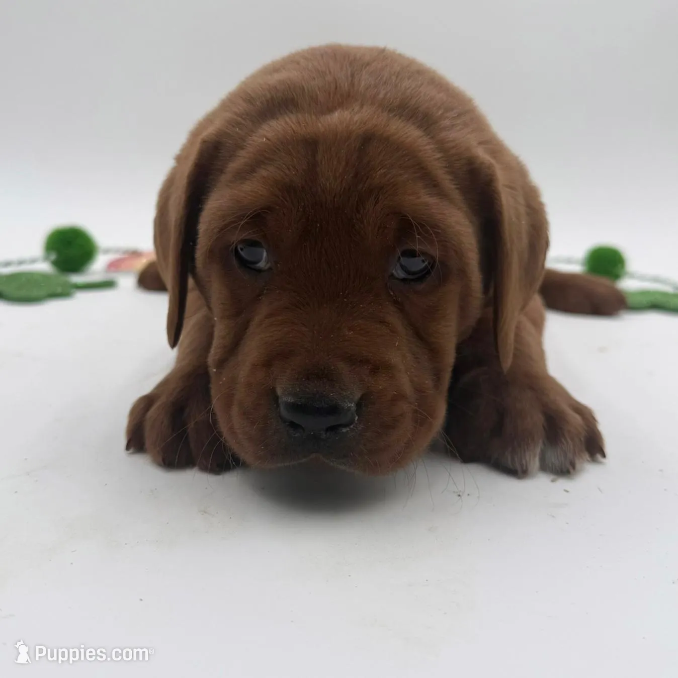 English Lab - Red Collar – Labrador Retriever puppy for sale in Fennimore, WI