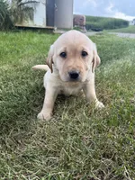Purple Collar , a female Labrador Retriever for sale in Fennimore, WI – 2 of 3