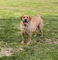 Shay, a female Labrador Retriever for sale in Fennimore, WI – 1 of 3