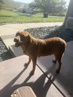 Riley, a female Labrador Retriever for sale in Fennimore, WI – 3 of 3