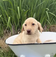 Yellow Female, a female Labrador Retriever for sale in Fennimore, WI – 3 of 3