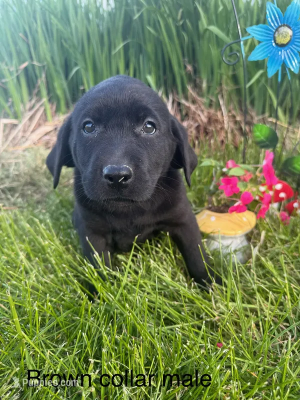 Brown Collar – Labrador Retriever puppy for sale in Fennimore, WI