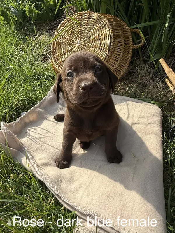 Dark Blue – Labrador Retriever puppy for sale in Fennimore, WI