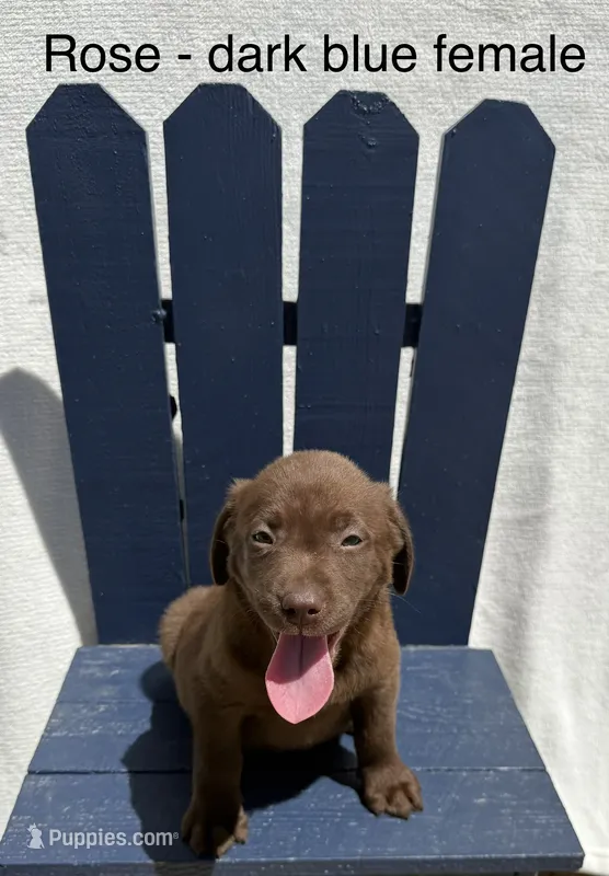 Dark Blue – Labrador Retriever puppy for sale in Fennimore, WI