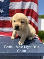 English Labrador - Light Blue Collar , a male Labrador Retriever for sale in Fennimore, WI – 1 of 1