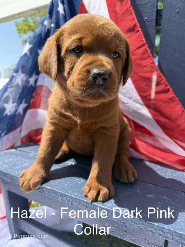 English Lab - Light pink collar  – Labrador Retriever puppy for sale in Fennimore, WI