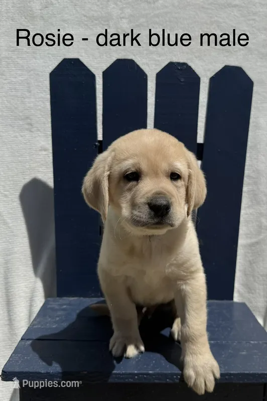 English Labrador- Dark Blue – Labrador Retriever puppy for sale in Fennimore, WI