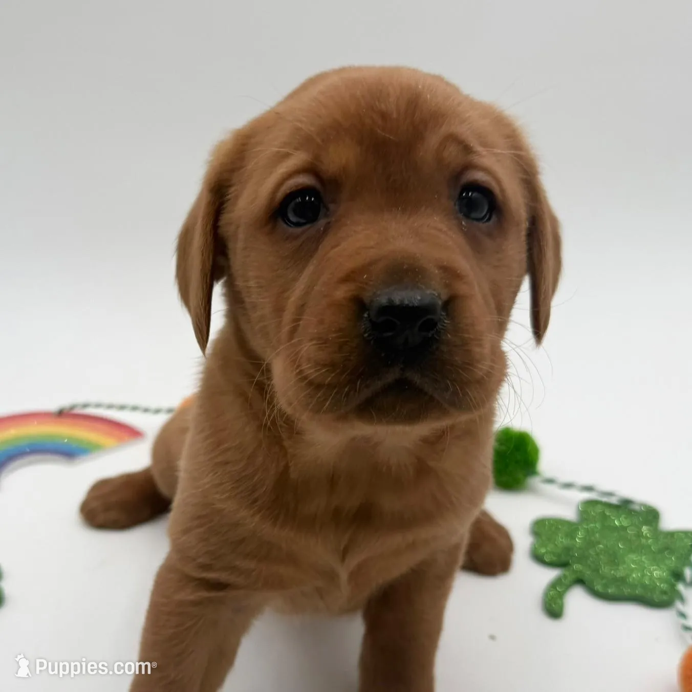 English Lab - Blue Collar – Labrador Retriever puppy for sale in Fennimore, WI