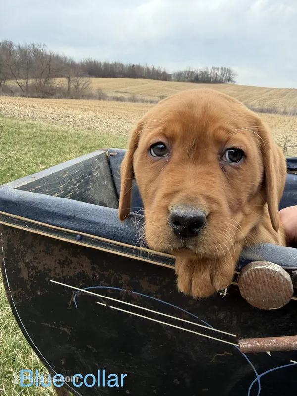 English Lab - Blue Collar – Labrador Retriever puppy for sale in Fennimore, WI