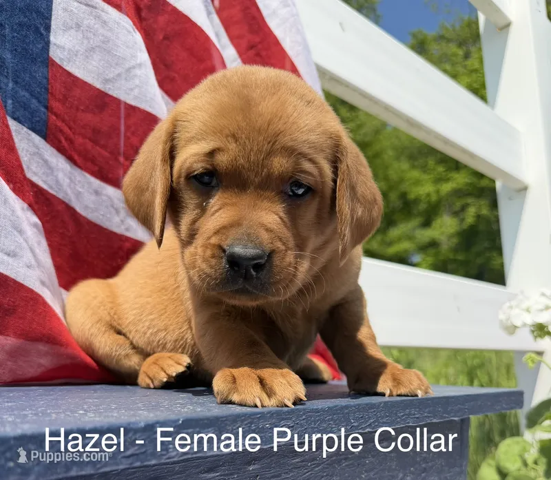English Lab - Purple Collar  – Labrador Retriever puppy for sale in Fennimore, WI