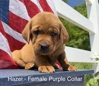 English Lab - Purple Collar , a female Labrador Retriever for sale in Fennimore, WI – 1 of 1