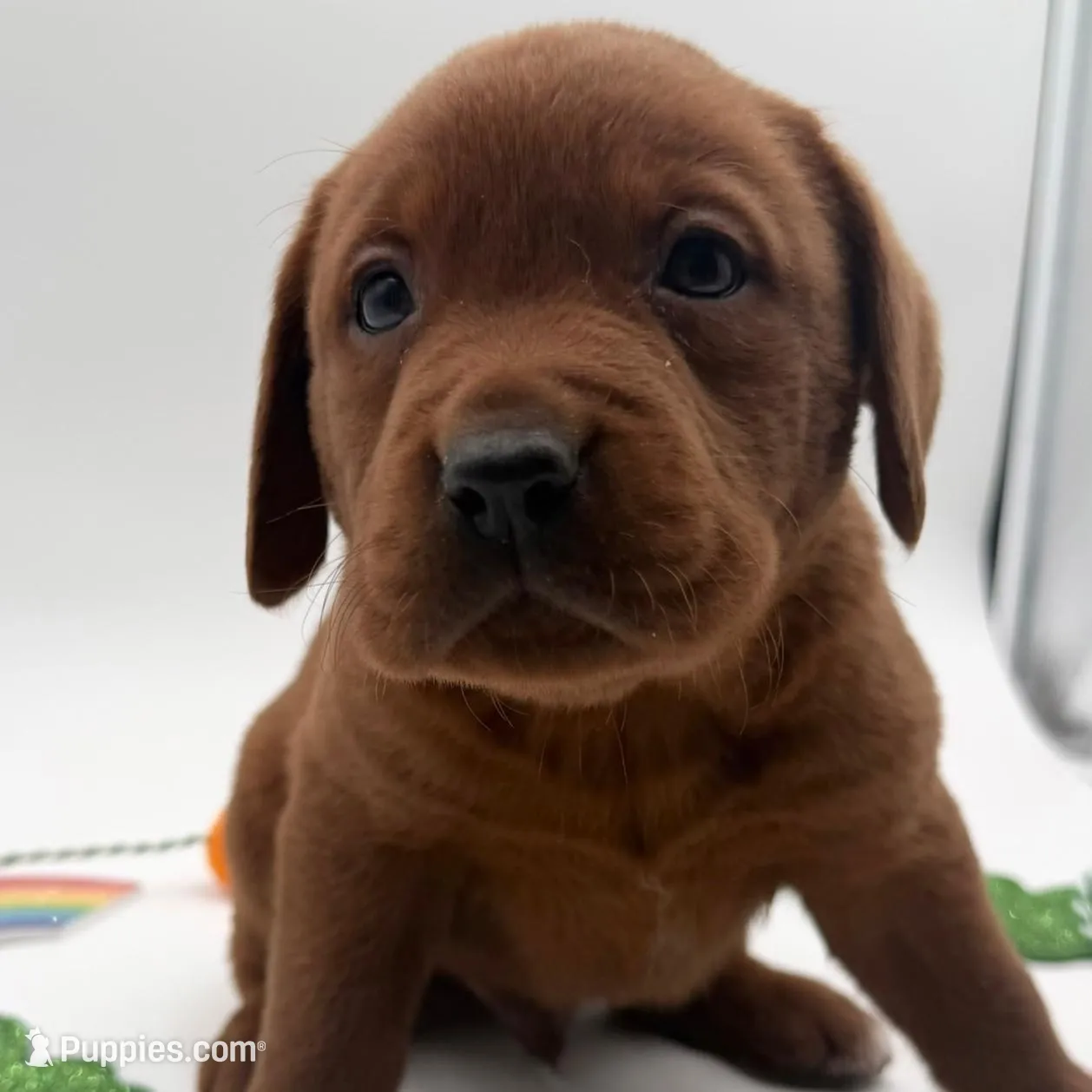 English Lab - Black male – Labrador Retriever puppy for sale in Fennimore, WI