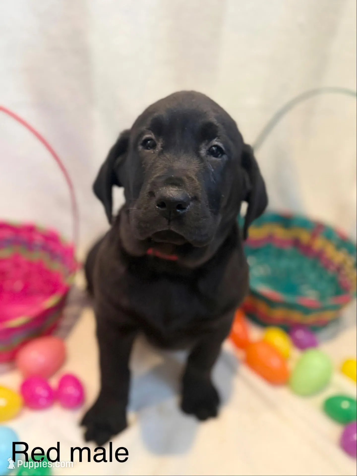 English Labrador - Red Collar  – Labrador Retriever puppy for sale in Fennimore, WI