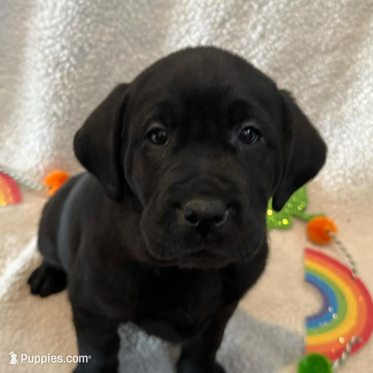 English Labrador - Red Collar , a male Labrador Retriever for sale in Fennimore, WI – Photo 1 of 1