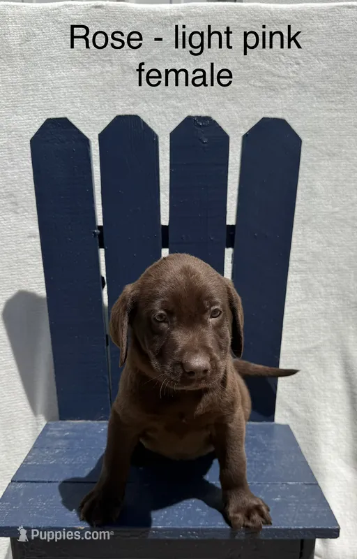 Light Pink – Labrador Retriever puppy for sale in Fennimore, WI