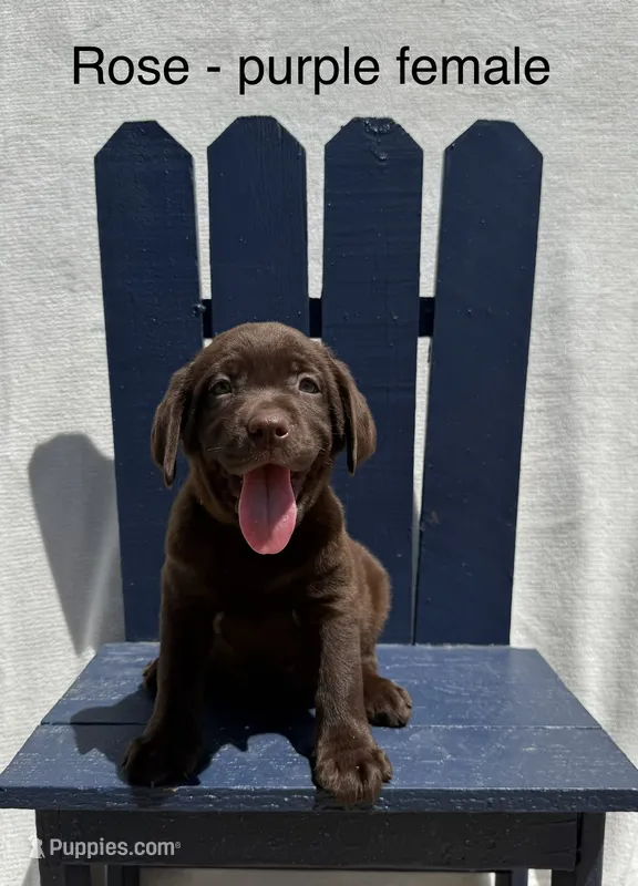 Purple Collar  – Labrador Retriever puppy for sale in Fennimore, WI