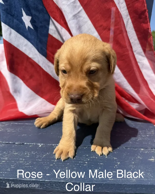 Black Collar – Labrador Retriever puppy for sale in Fennimore, WI
