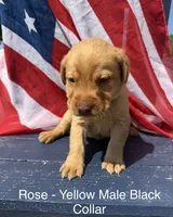 Black Collar, a male Labrador Retriever for sale in Fennimore, WI – 1 of 1