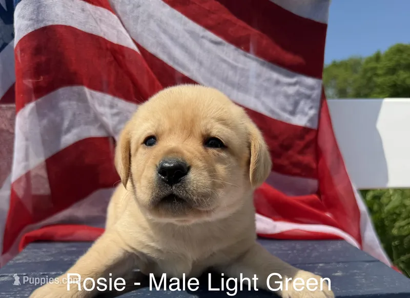 English Labrador- Light Green Collar – Labrador Retriever puppy for sale in Fennimore, WI