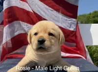 English Labrador- Light Green Collar, a male Labrador Retriever for sale in Fennimore, WI – 1 of 1