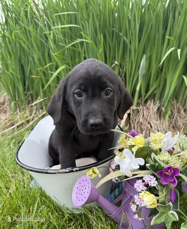 Blue Collar  – Labrador Retriever puppy for sale in Fennimore, WI