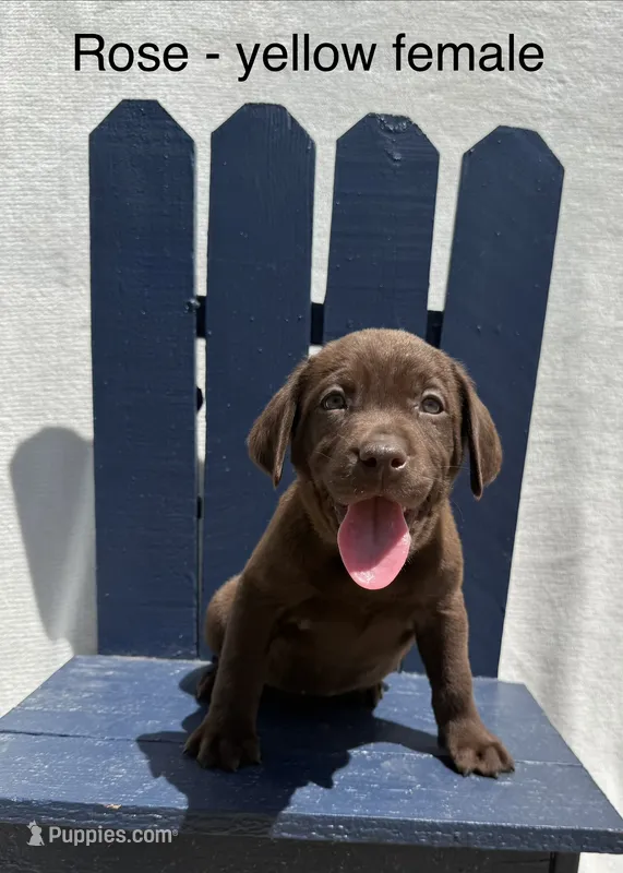 Yellow Collar – Labrador Retriever puppy for sale in Fennimore, WI