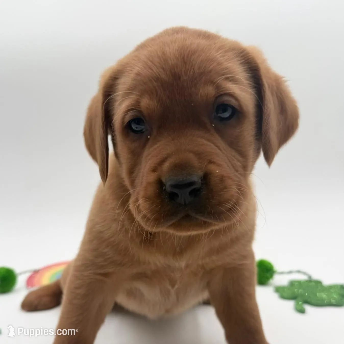 English Lab - Purple Collar  – Labrador Retriever puppy for sale in Fennimore, WI