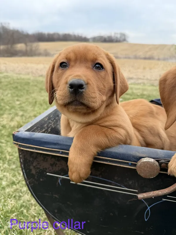English Lab - Purple Collar  – Labrador Retriever puppy for sale in Fennimore, WI