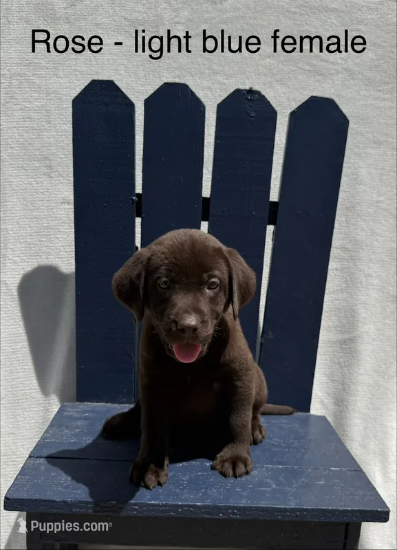 Light Blue Collar – Labrador Retriever puppy for sale in Fennimore, WI