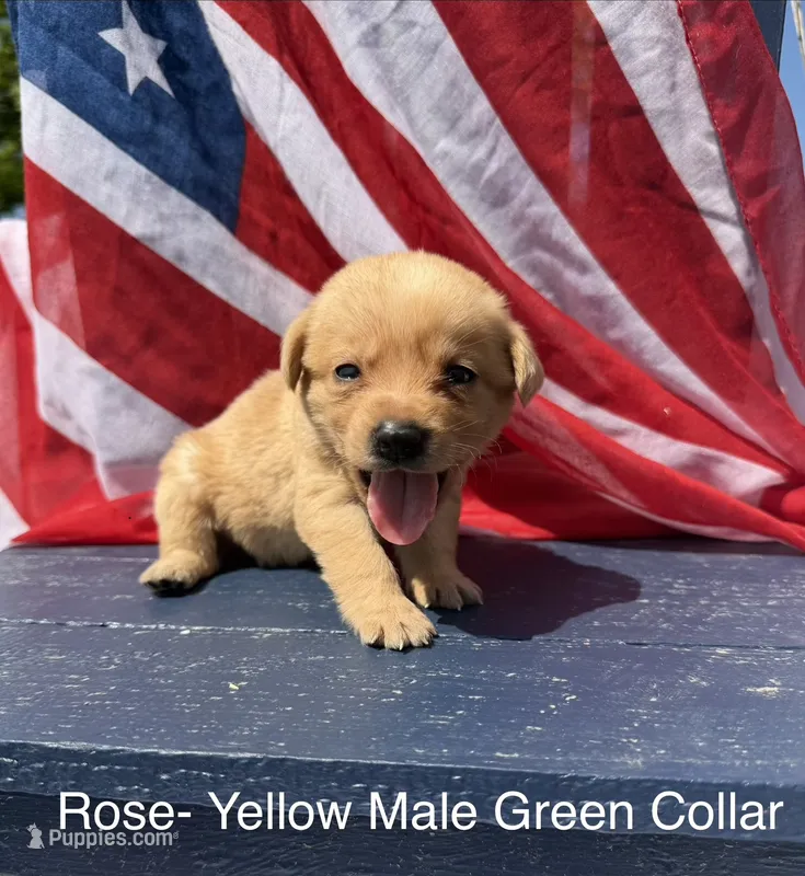 Green collar  – Labrador Retriever puppy for sale in Fennimore, WI