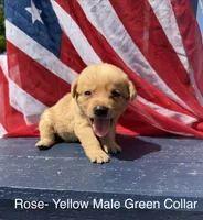 Green collar , a male Labrador Retriever for sale in Fennimore, WI – 1 of 1