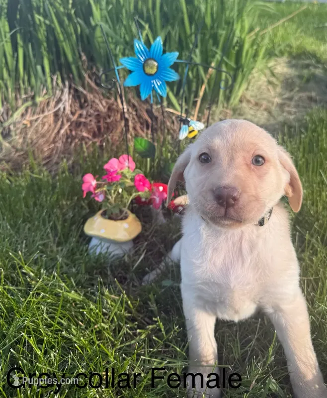 Gray Collar  – Labrador Retriever puppy for sale in Fennimore, WI
