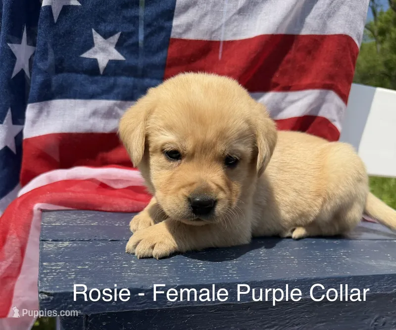 English Labrador - Purple Collar  – Labrador Retriever puppy for sale in Fennimore, WI