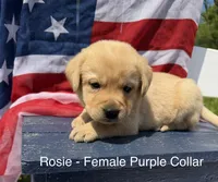 English Labrador - Purple Collar , a female Labrador Retriever for sale in Fennimore, WI – 1 of 1