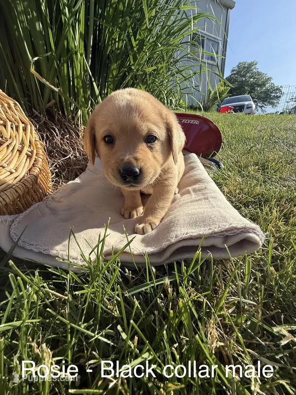English Labrador- Yellow Collar  – Labrador Retriever puppy for sale in Fennimore, WI